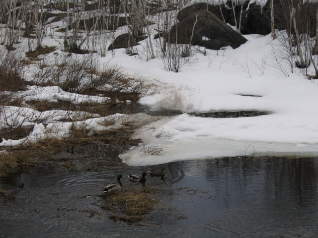 Three mallard ducks in a pond